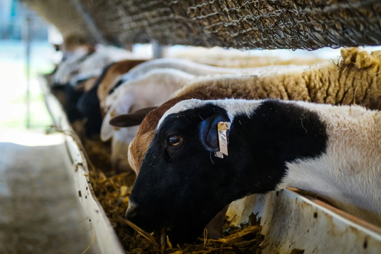 a herd of sheep standing inside of a barn