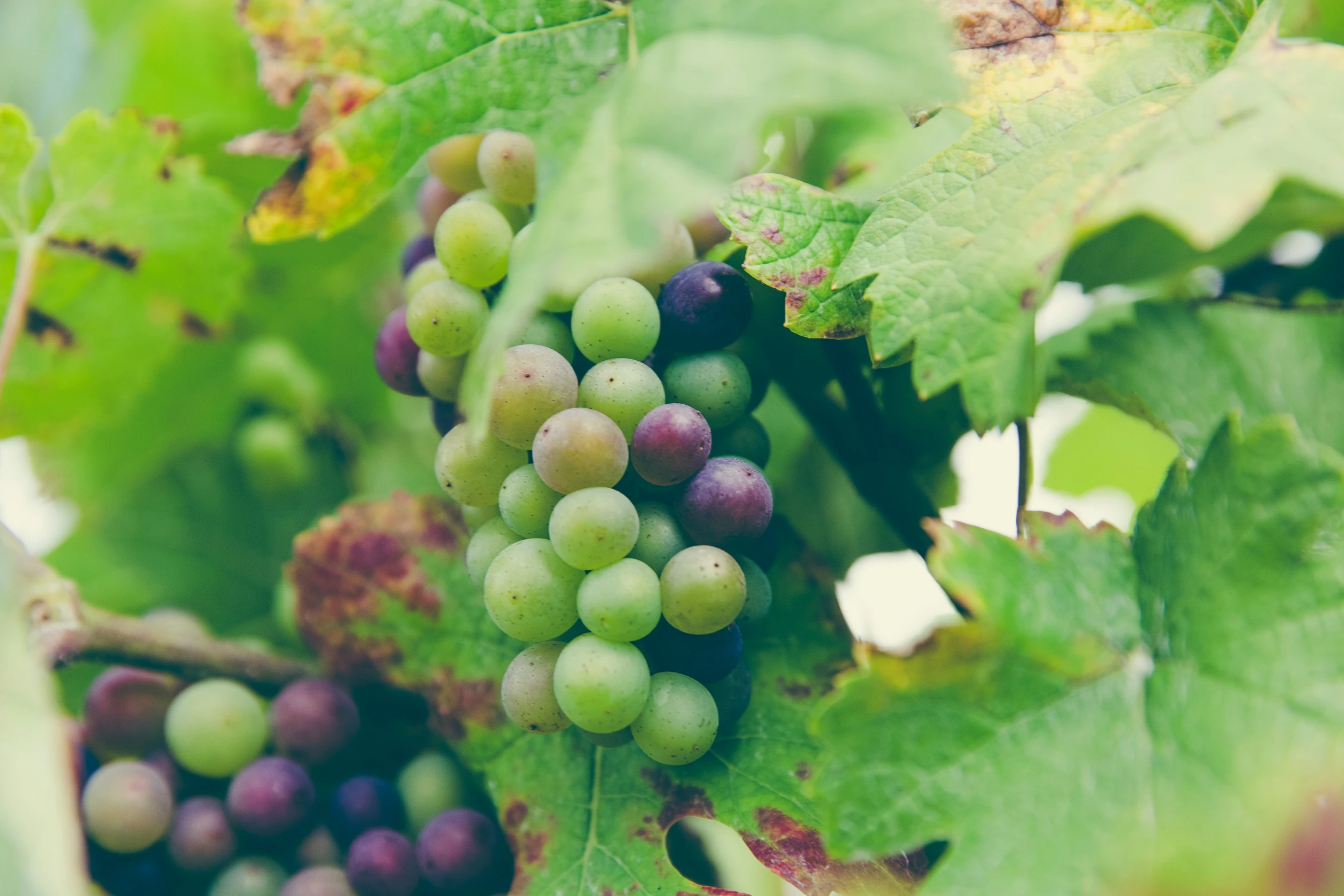 some purple and green gs on a vine in the vineyard