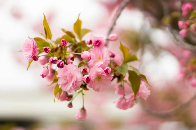 a nch of pink flowers with leaves