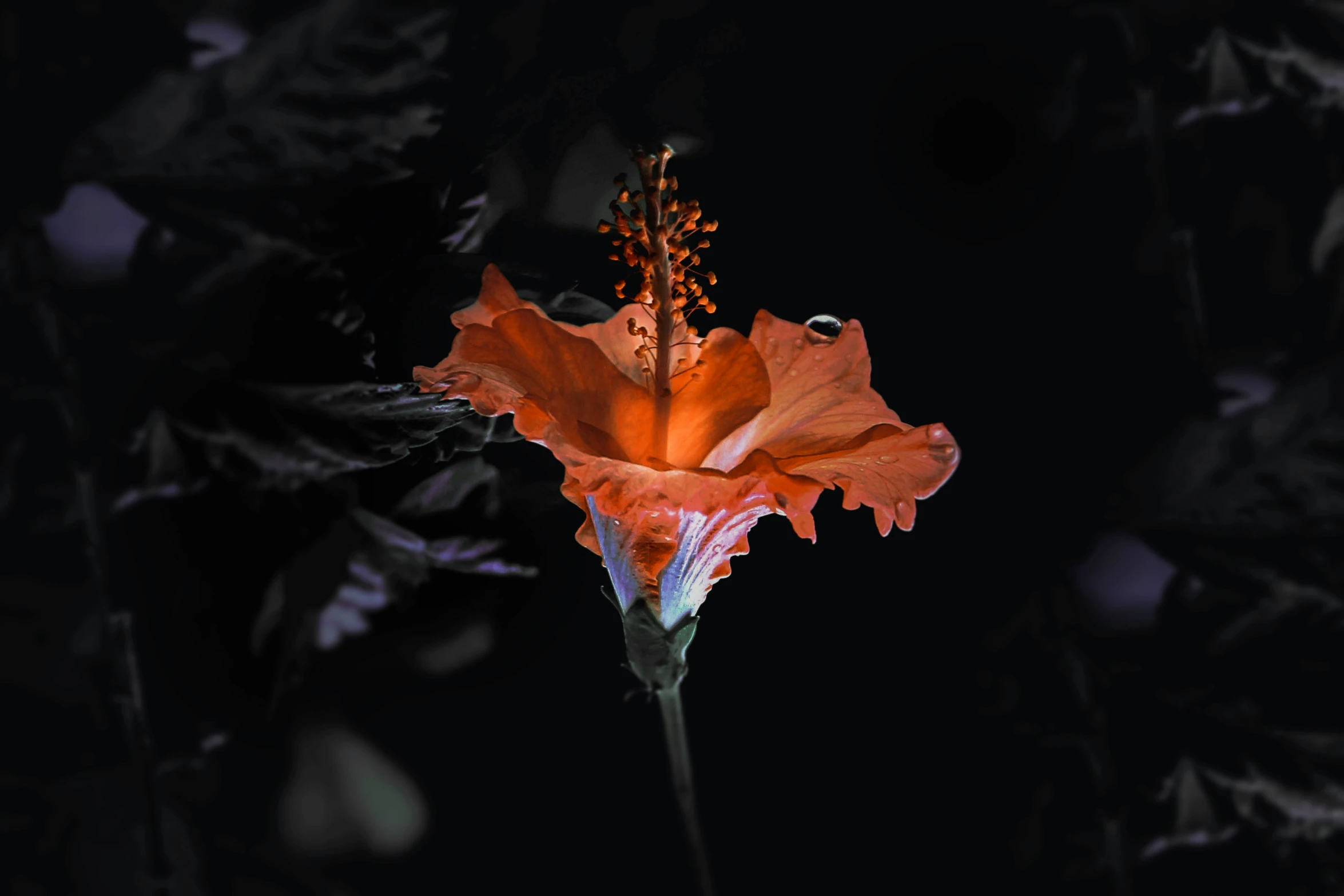 a red flower with a black background is pictured