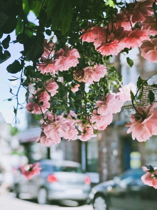 pink flowers grow on a tree in front of the city buildings