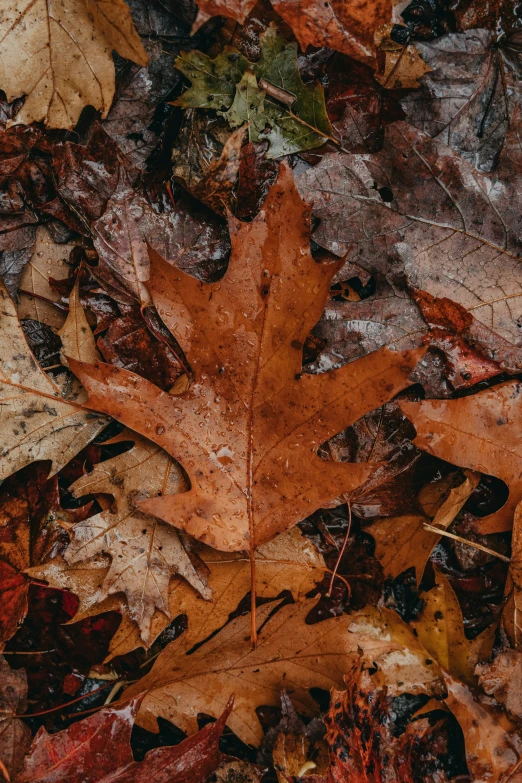 the leaves are laying on the ground together