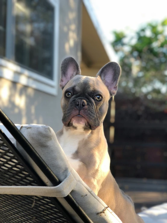 a close up of a dog sitting on top of a chair