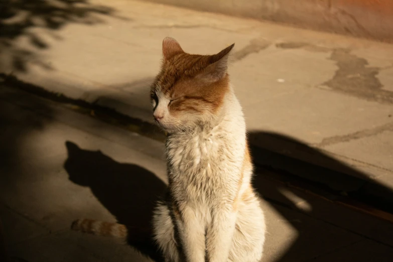 an orange and white cat sitting on top of a sidewalk