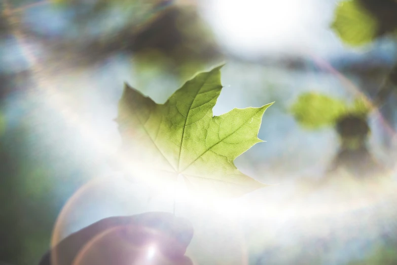 a leaf is in the sunlight outside