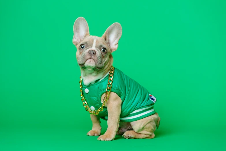 a small dog in a green shirt and some chains