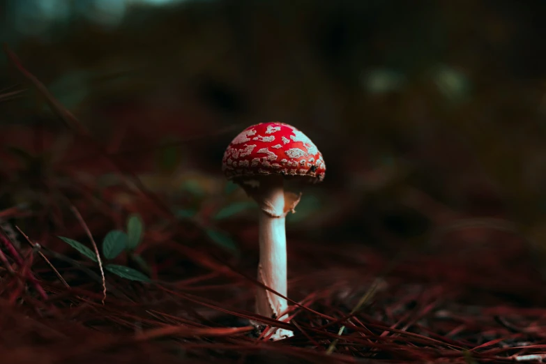 a small mushroom sitting on top of some grass