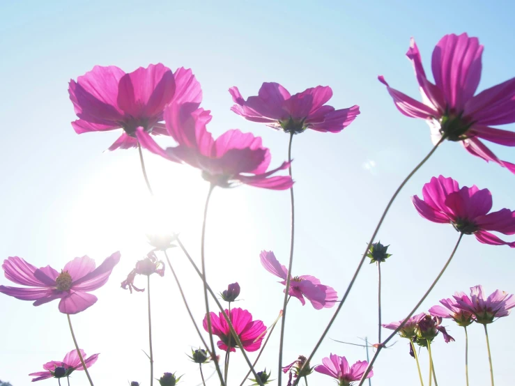 pink flowers with long stems and a sun setting in the background