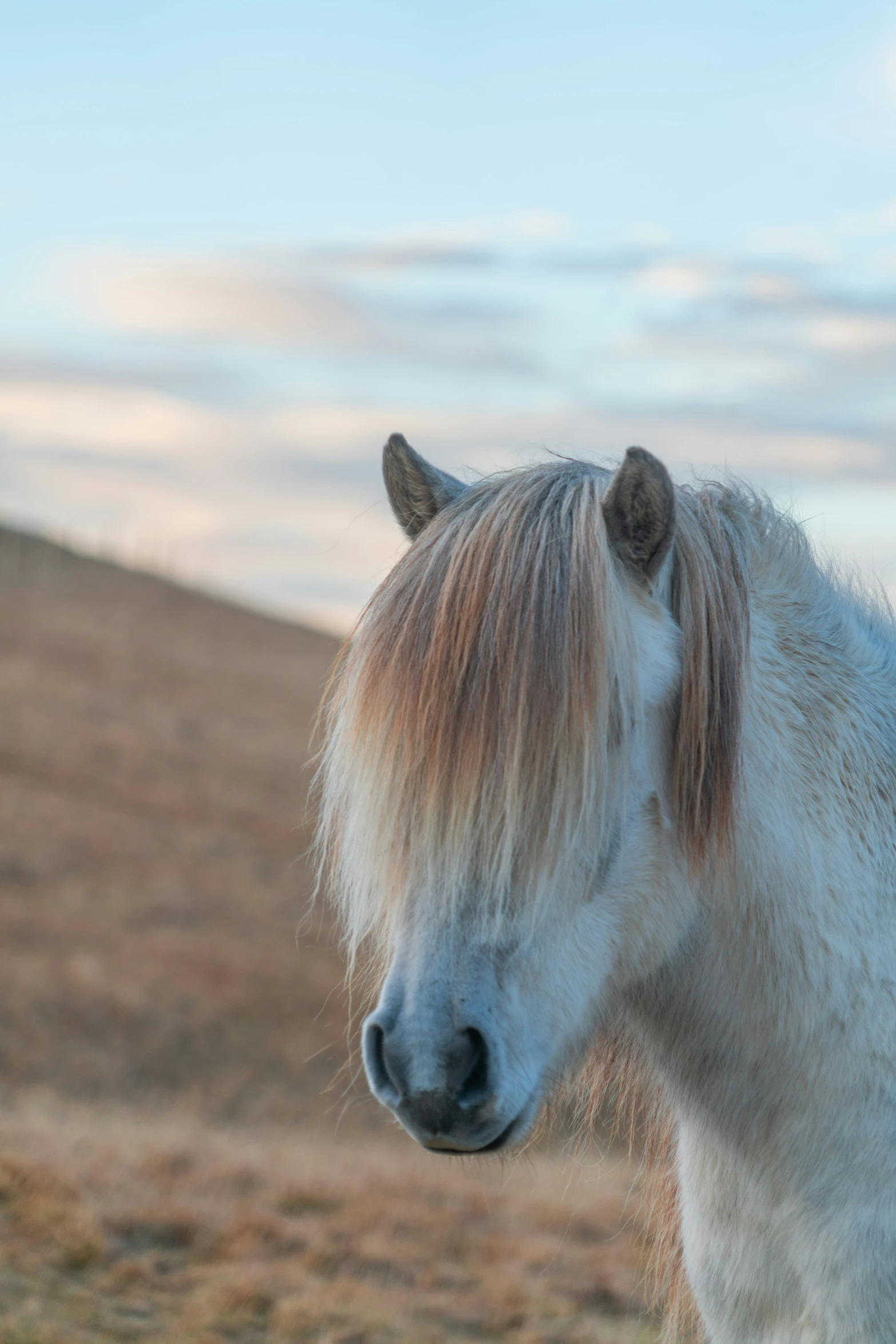 a white horse with brown hair standing on a hill