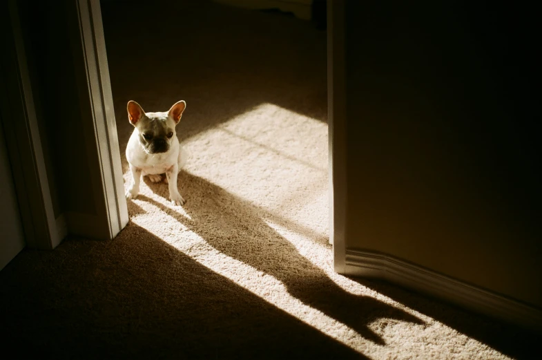 a small white and tan dog standing by an open door