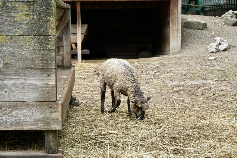 the lamb is in the barn eating grass