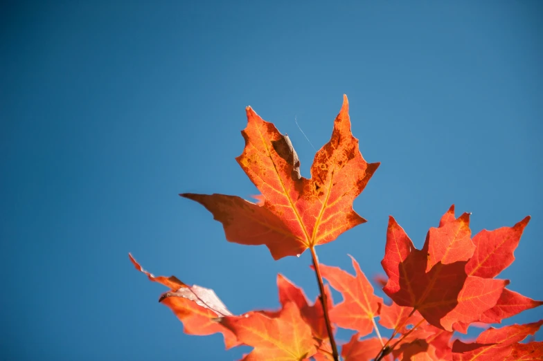 autumn foliage seen from below against blue sky