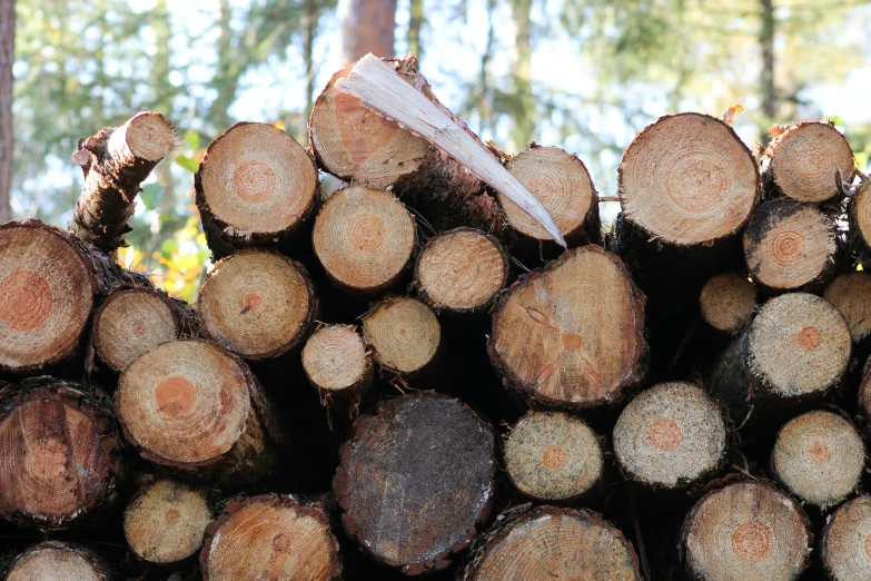 the wood is brown and thick with little leaves