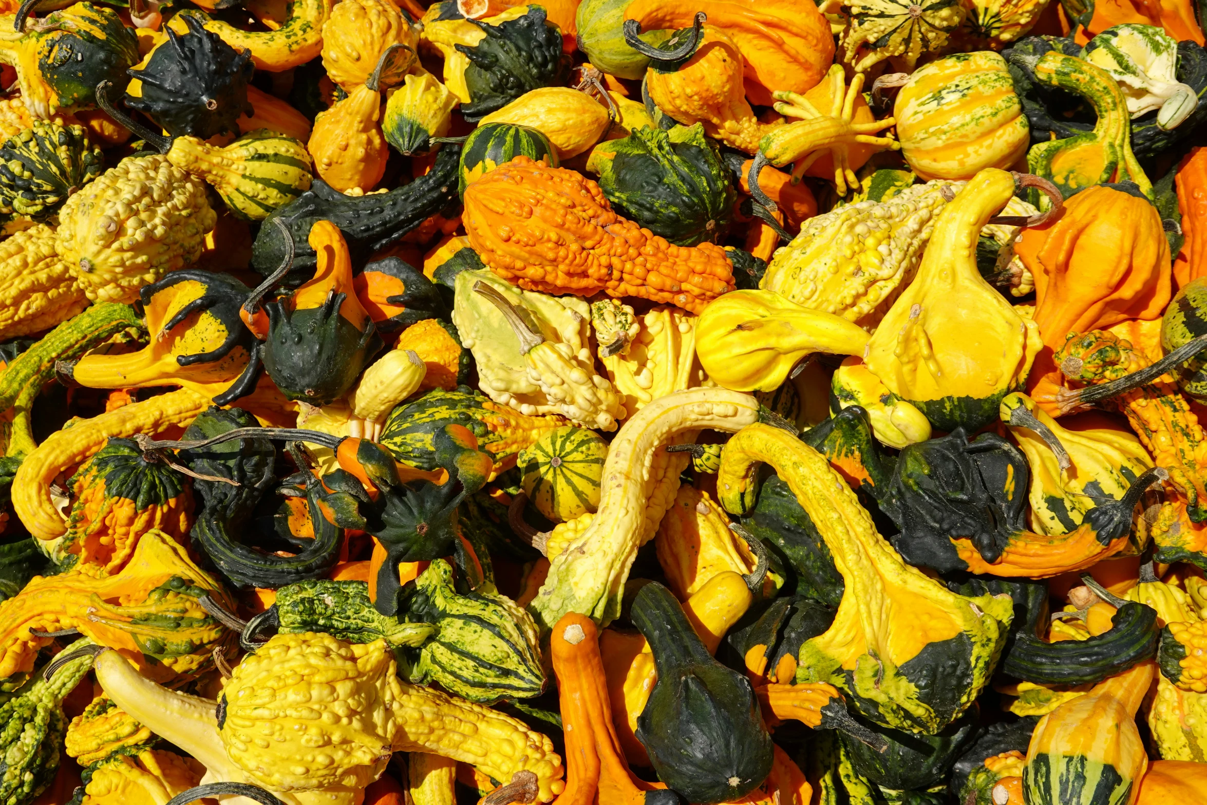 a bunch of small cucumbers and squash on display