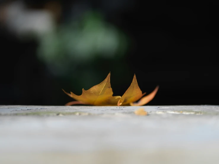 a close up of some leaves in the sun