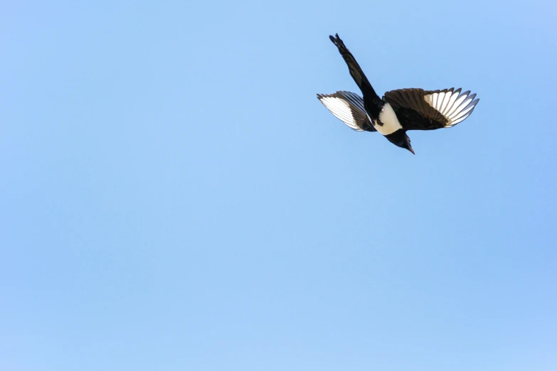 a bird in flight with wings spread high