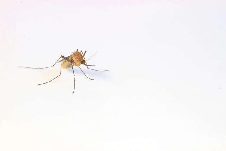 a mosquito flies in the air on a white surface