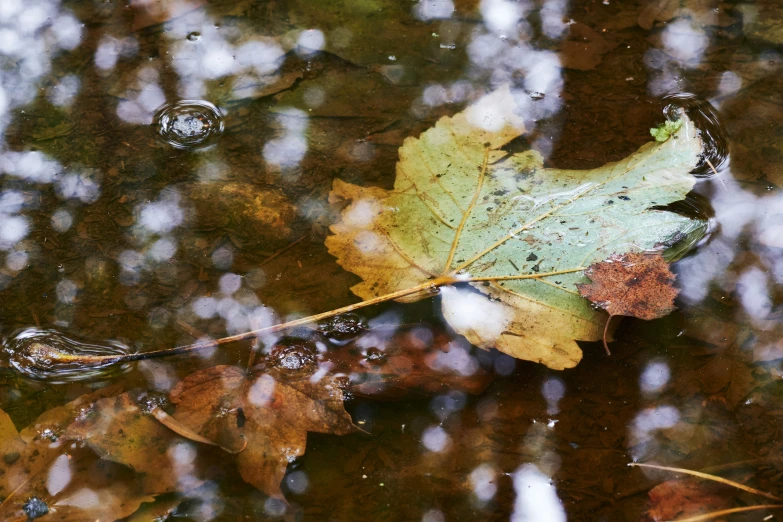 a leaf is floating in water and covered in leaves