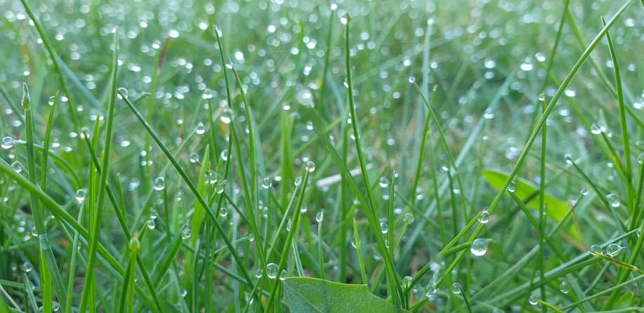 drops of water on grass in a sunny day