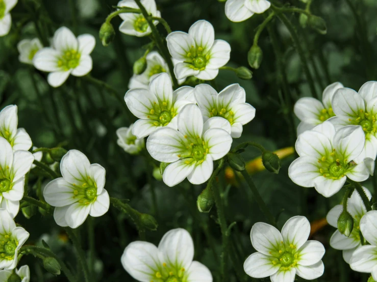 a bunch of small white flowers that are green