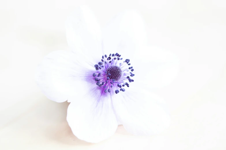 there is an image of a flower that can be used for a picture