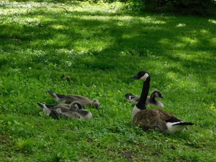 four ducks sitting and lying in the grass