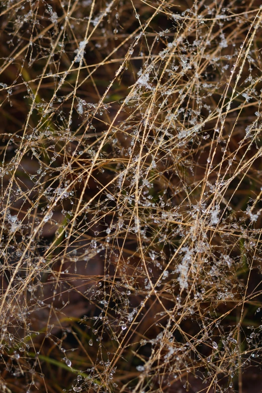 a close - up of frosted nches on some brown plants