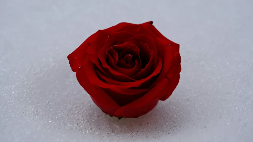 a rose is in the snow on a white surface