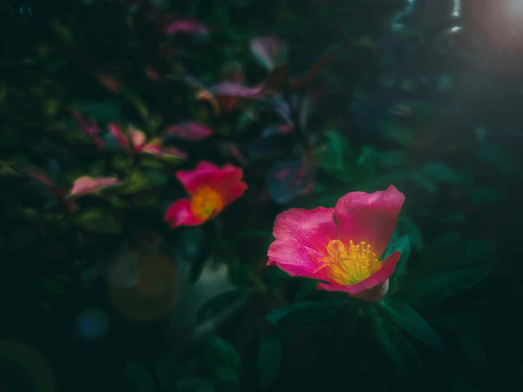 some pink flowers sitting in front of green plants