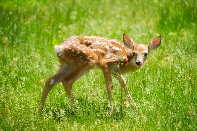 a young fawn walking through tall grass with her parent