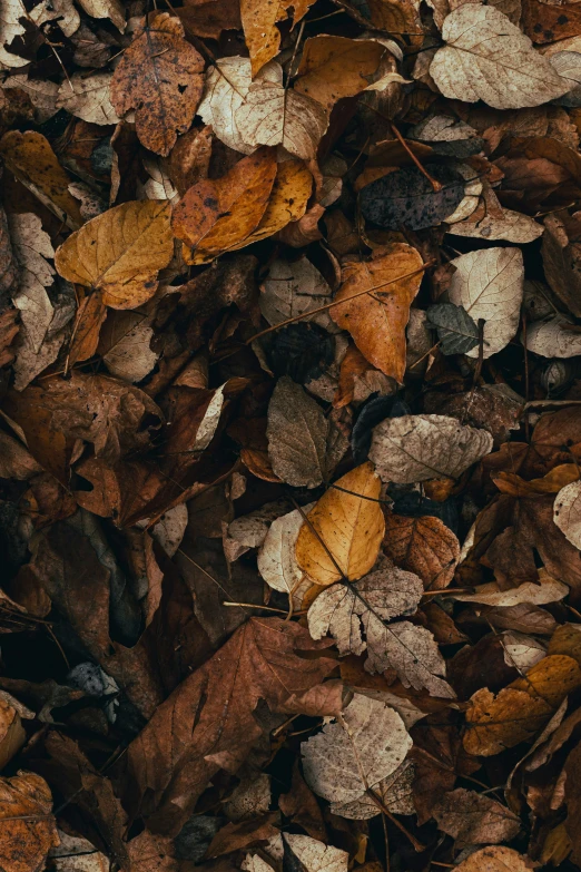 leaves scattered on the ground and some dead