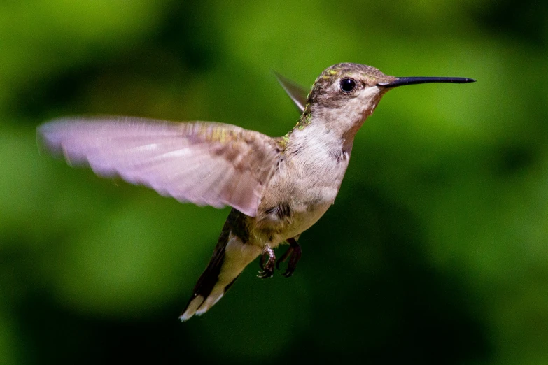 a hummingbird hovering by itself with its wings spread