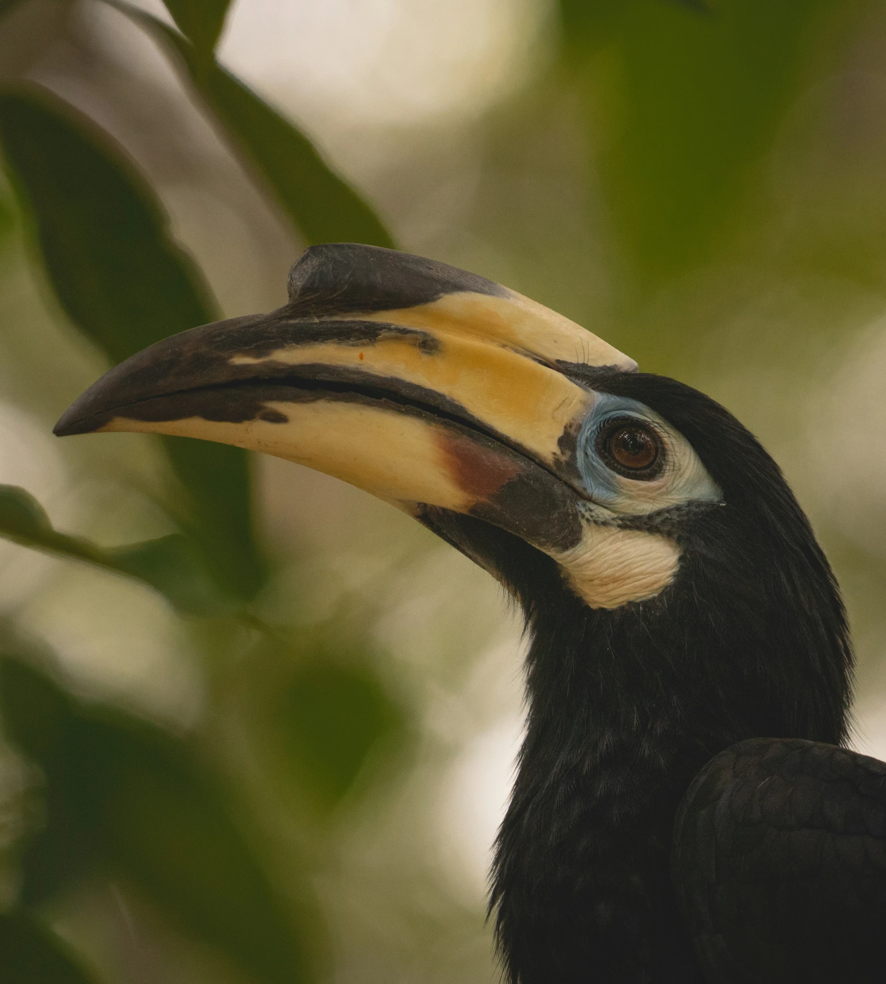 close up of a toucan sitting on a nch