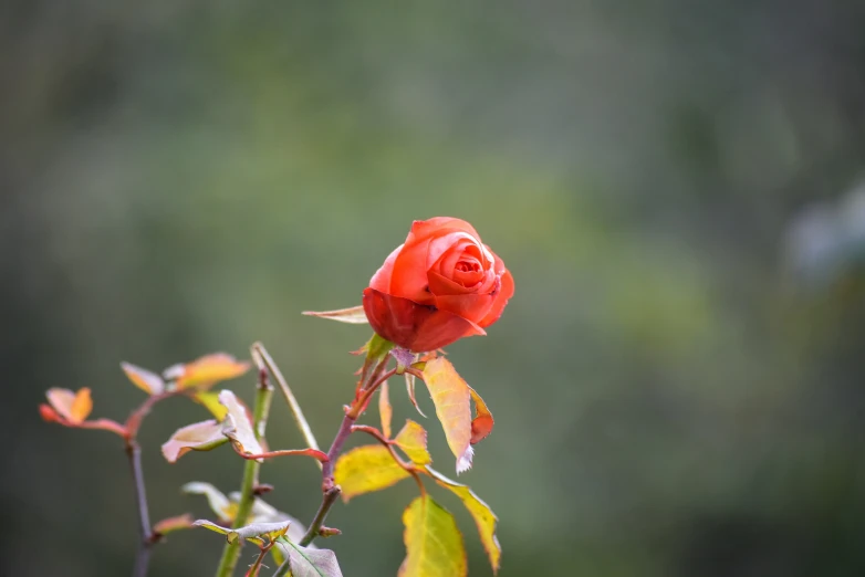 a red rose is in a tree with leaves