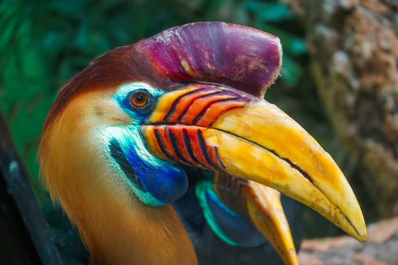 colorful painted hornbill looking out the window