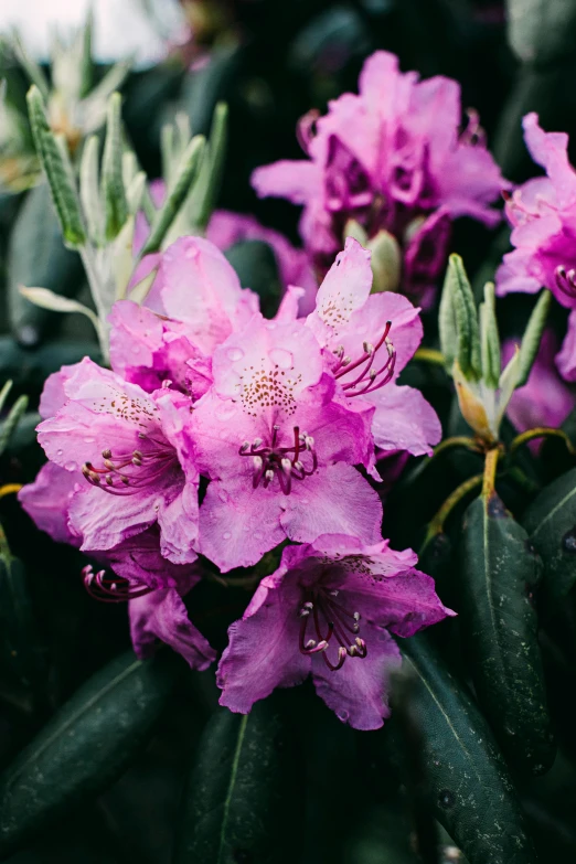 purple flowers are blooming in the garden