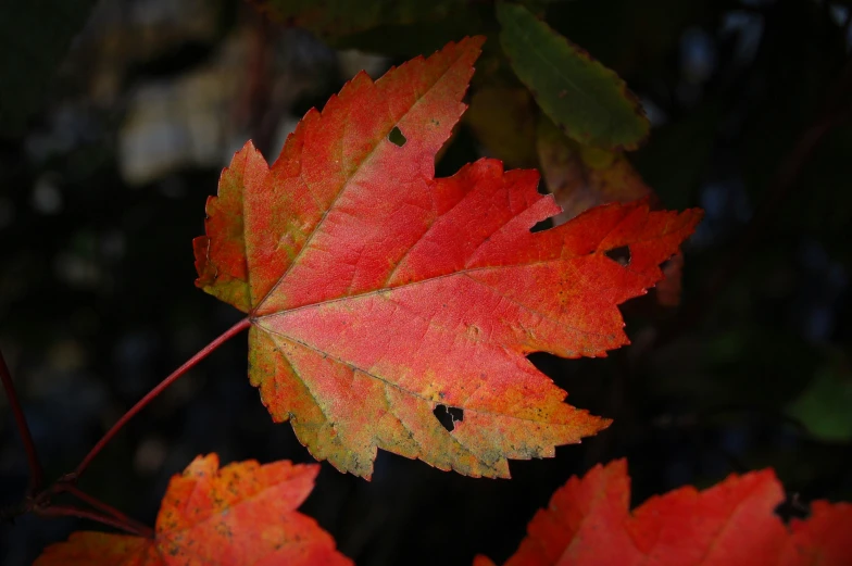 a close up of the orange leaves of a tree