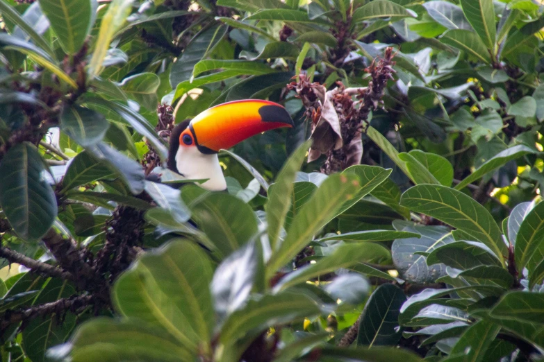 a yellow and red parrot is perched in the top of a tree