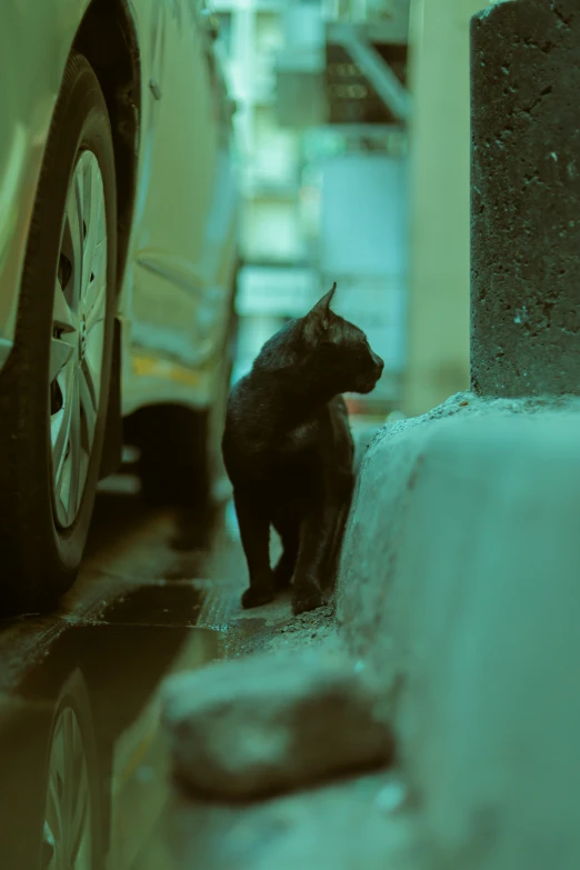 a cat on a sidewalk in front of cars