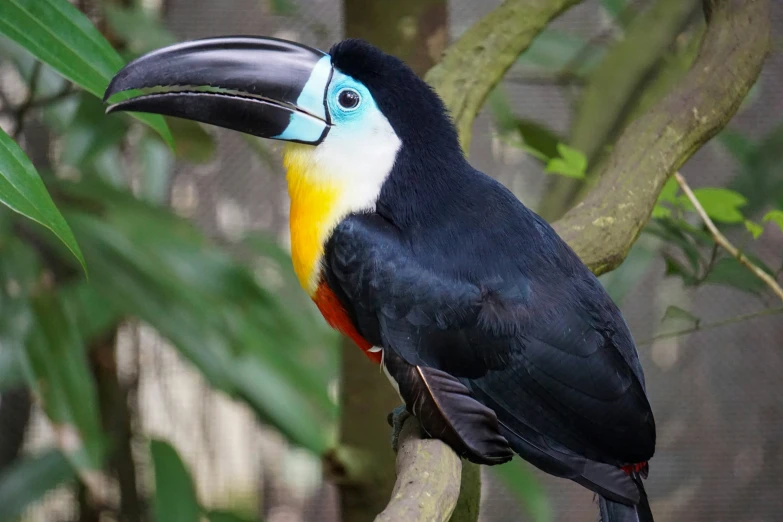 a colorful toucan perched on top of a nch