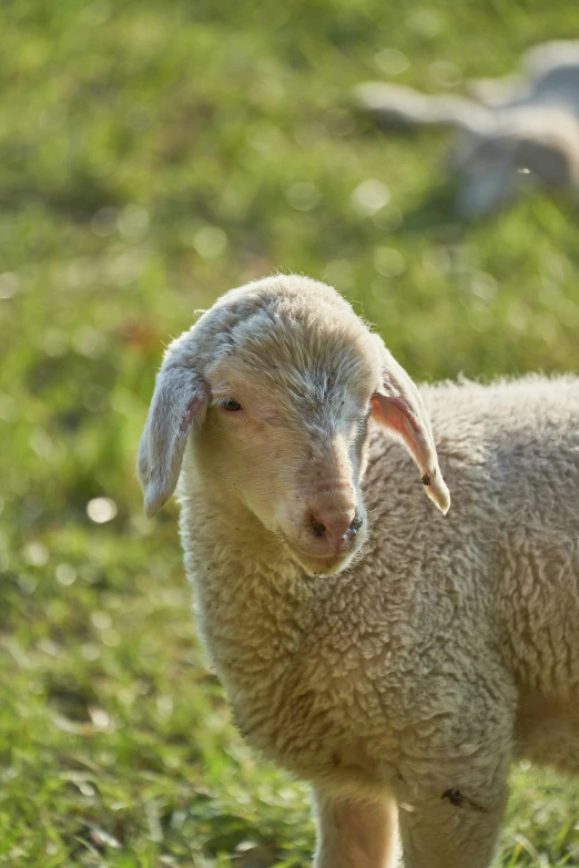 a lamb standing in the grass and looking at the camera