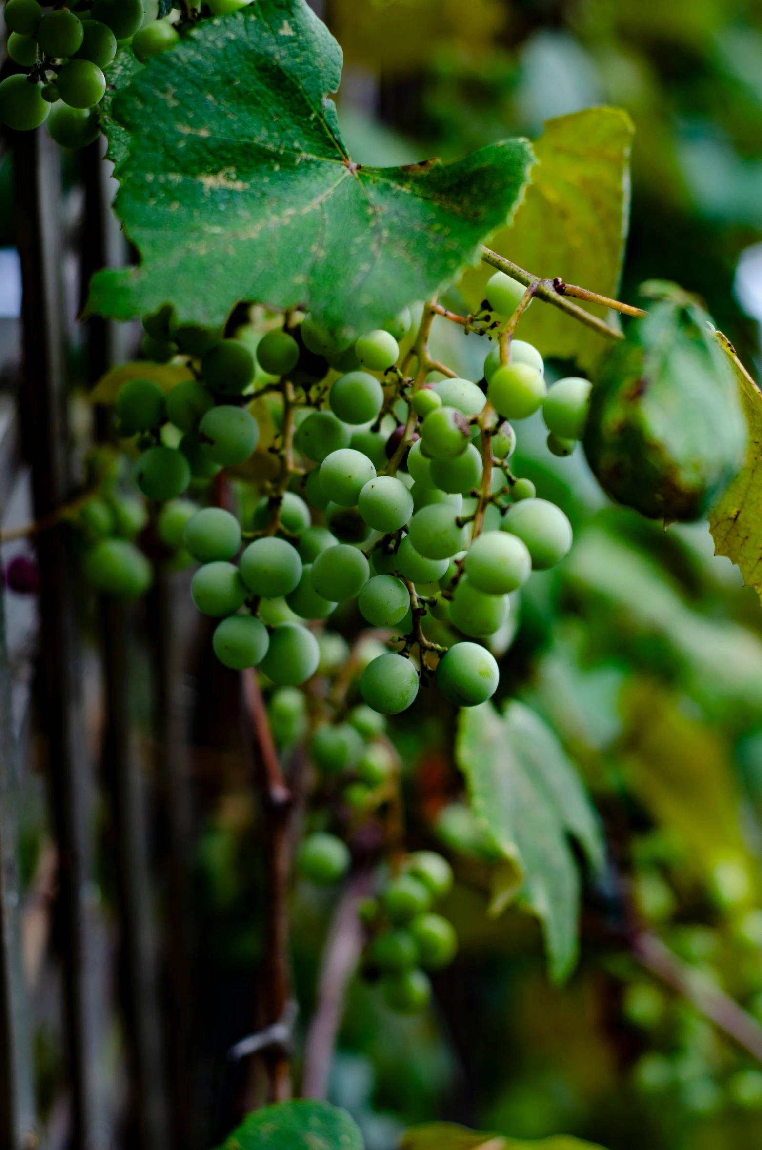 a bunch of gs hanging from a vine next to leaves