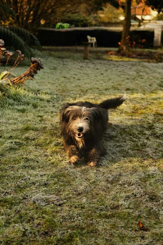 a dog is standing in the yard with its paws hanging out