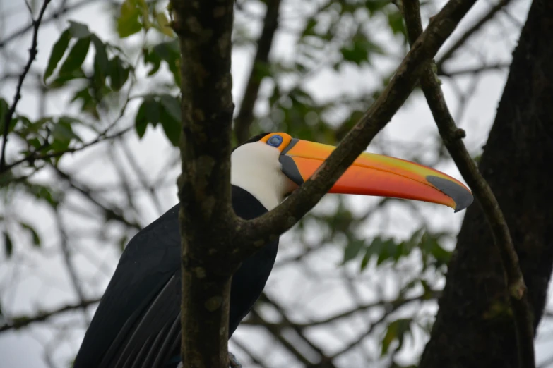 a large black and white bird with a orange beak