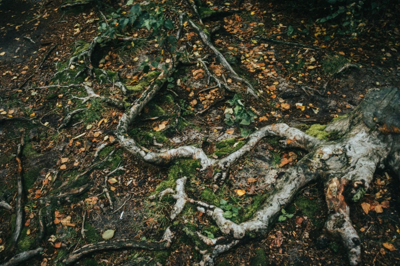 an image of tree root type in the woods