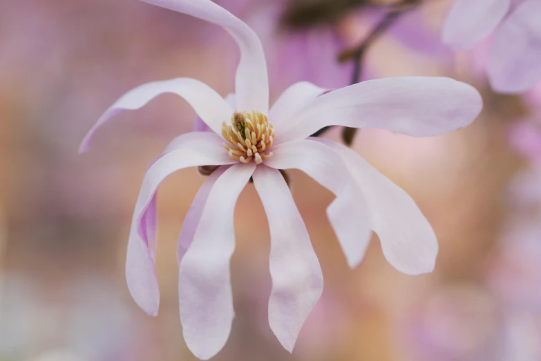 there is a small pink flower on a tree nch