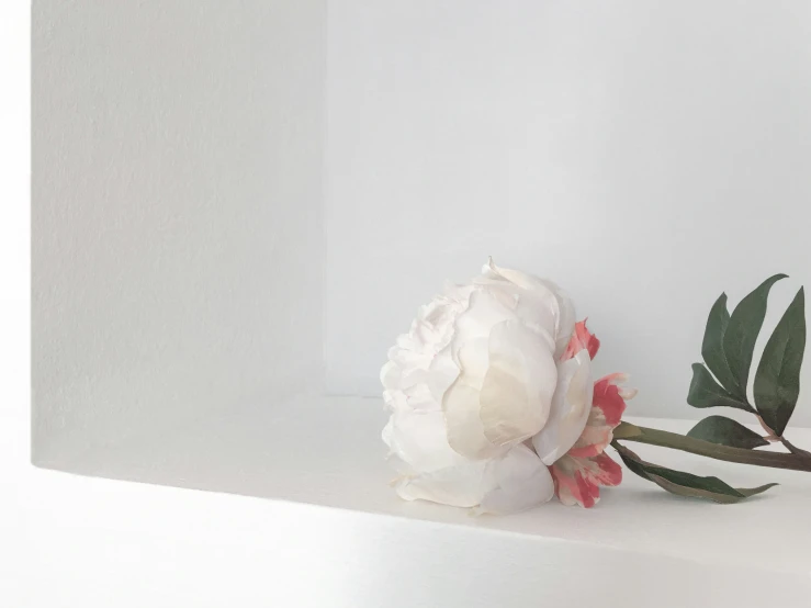 a flower sits on a shelf on a white wall