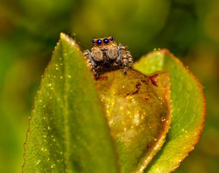 a small spider sitting on a leaf of a plant