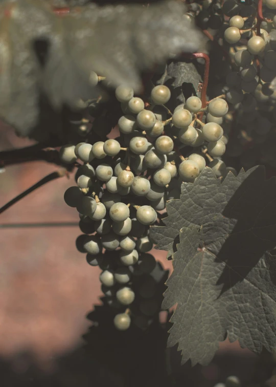 a cluster of gs hang on the vine