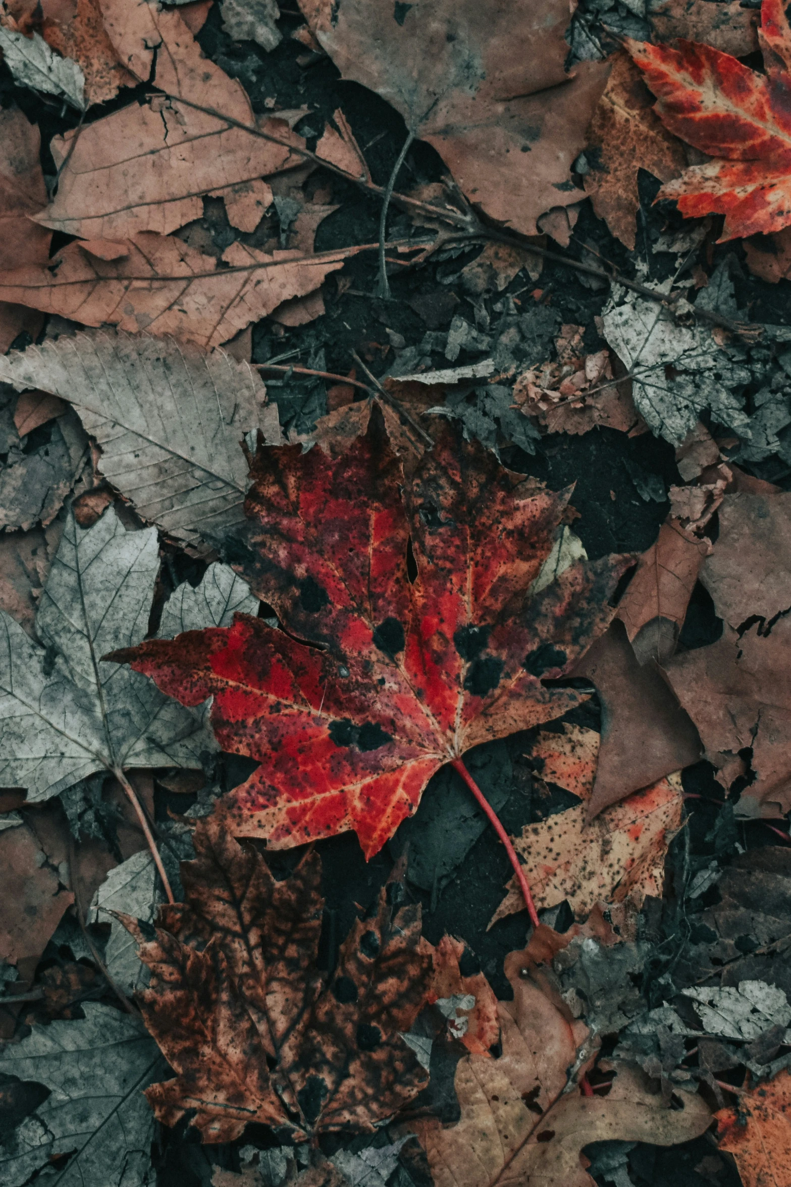 a leaf that is laying down in the grass